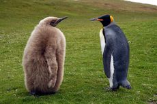 Königspinguin (6 von 84).jpg